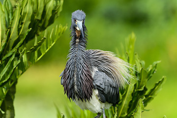 Image showing tricolored heron, wacodahatchee wetlands