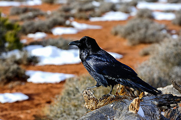 Image showing raven, island in the sky, ut