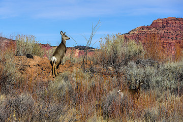 Image showing mule deer somewhere near bryce, ut