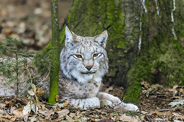 Image showing lynx lynx