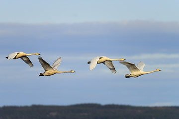 Image showing whooper swan