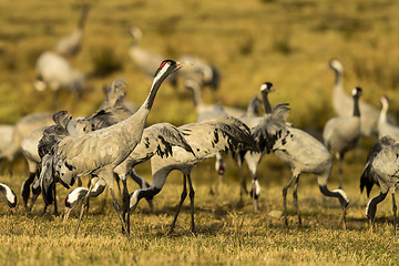 Image showing eurasian crane