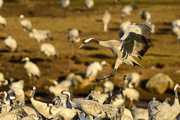 Image showing eurasian crane