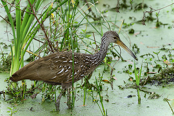 Image showing limpkin