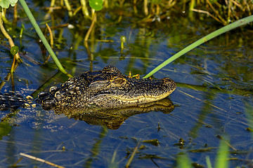 Image showing american alligator, viera wetlands