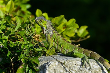 Image showing green iguana