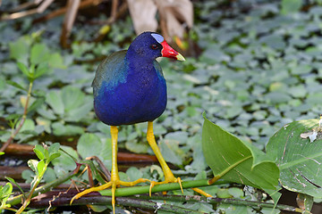 Image showing purple gallinule, wacodahatchee wetlands