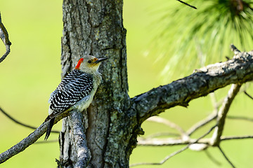 Image showing red-bellied woodpecker, viera wetlands