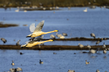 Image showing whooper swan