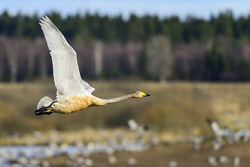 Image showing whooper swan