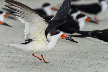 Image showing black skimmer, rynchops niger