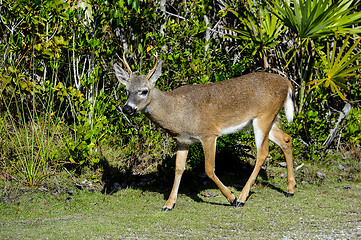 Image showing key deer