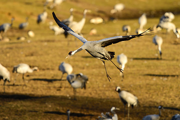 Image showing eurasian crane