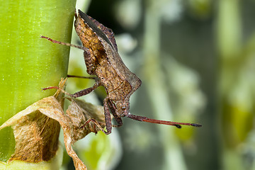 Image showing dock leaf bug, coreus marginatus