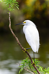 Image showing snowy egret