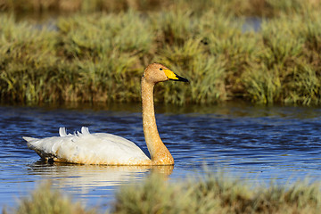 Image showing whooper swan