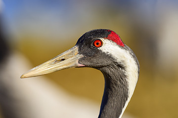 Image showing eurasian crane