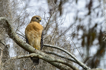 Image showing red-shouldered hawk