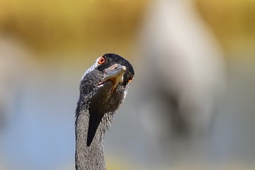 Image showing eurasian crane
