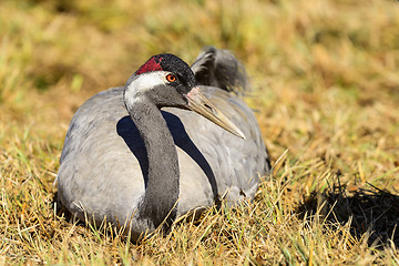 Image showing eurasian crane