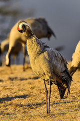 Image showing eurasian crane