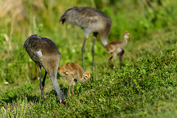 Image showing sandhill crane, viera wetlands