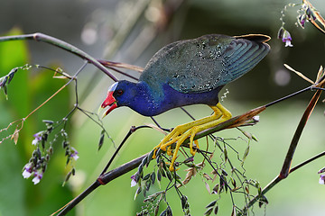 Image showing purple gallinule, wacodahatchee wetlands