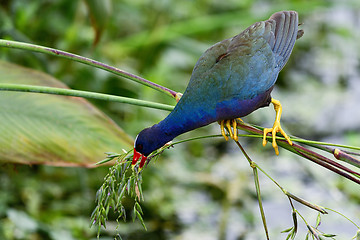 Image showing purple gallinule, wacodahatchee wetlands