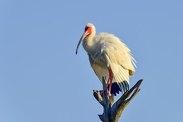 Image showing american white ibis, viera wetlands