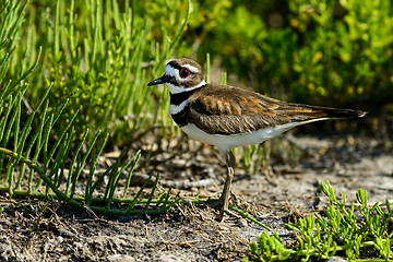 Image showing killdeer, merritt-island