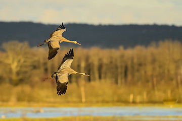 Image showing eurasian crane
