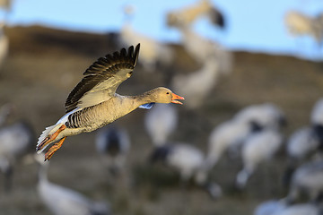 Image showing greylag goose