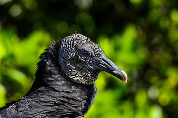 Image showing coragyps atratus, black vulture