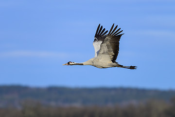 Image showing eurasian crane