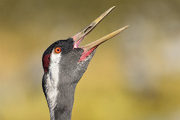 Image showing eurasian crane