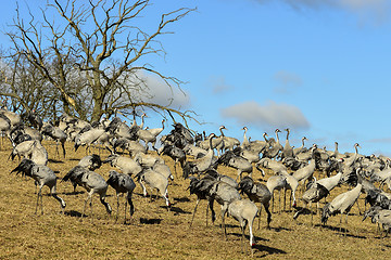 Image showing eurasian crane