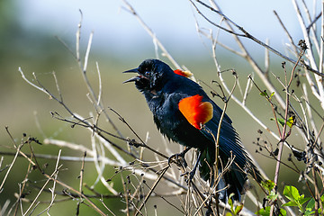 Image showing agelaius phoeniceus, red-winged blackbird