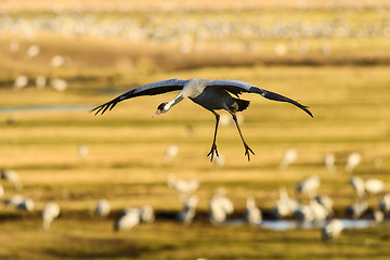 Image showing eurasian crane