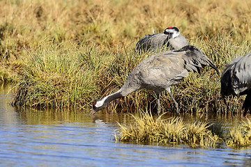 Image showing eurasian crane