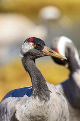 Image showing eurasian crane