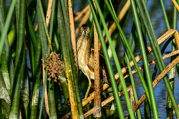 Image showing least bittern, viera wetlands