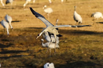 Image showing eurasian crane