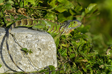 Image showing green iguana