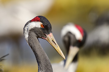 Image showing eurasian crane