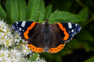 Image showing vanessa atalanta, red admiral