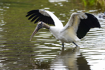 Image showing wood stork