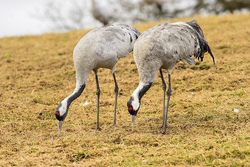 Image showing eurasian crane