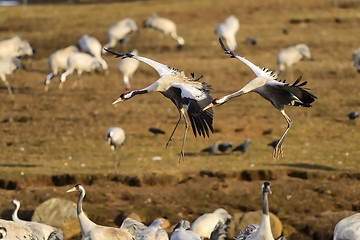 Image showing eurasian crane