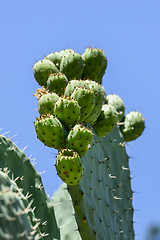 Image showing indian fig, opuntia ficus-indica