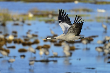 Image showing eurasian crane